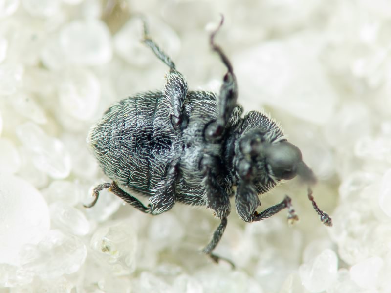 Rhinusa tetra (Fabricius, 1792)